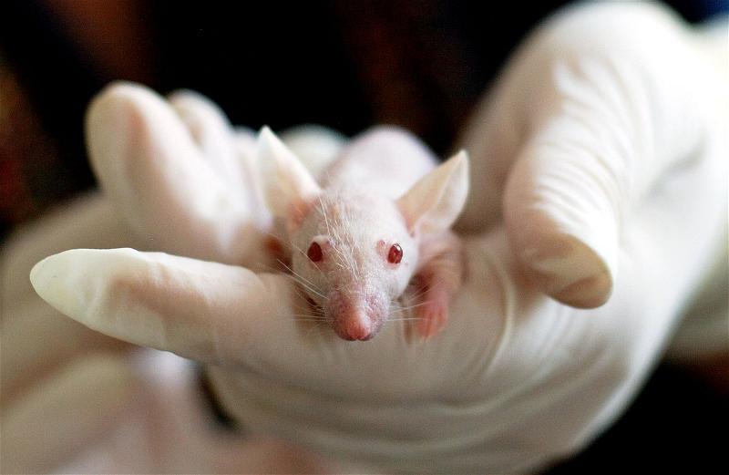 Thử Nghiệm Thành Công Kháng Thể Chữa Alzheimer Trên Chuột